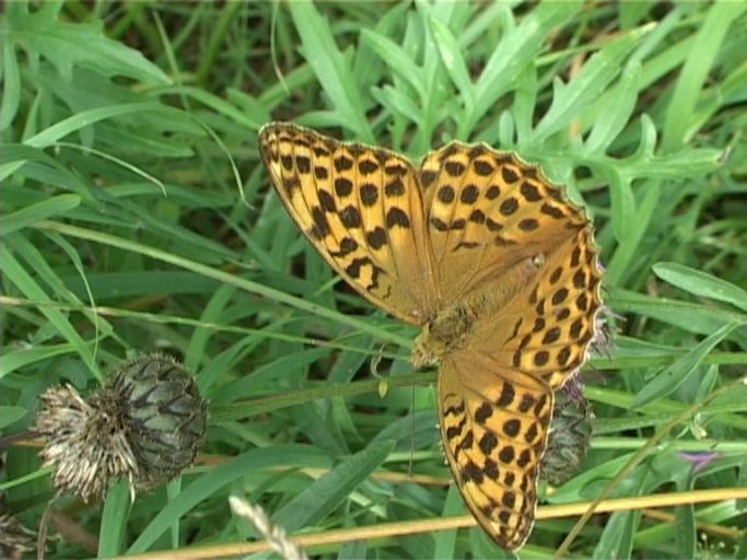 Kaisermantel ( Argynnis paphia ), Weibchen : Nettersheim/Urfttal, Eifel, 06.08.2006 